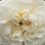 Alb - Trandafir alba - Madame Plantier